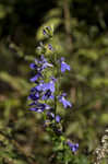 Southern lobelia